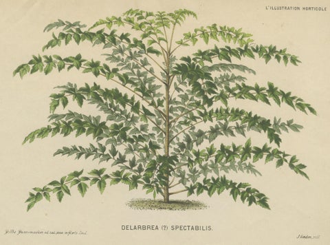 Original Antique Print of a Delarbrea Plant, 1878, close-up 1
