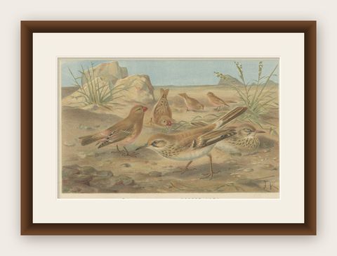 Authentic Chromolithograph depicting a Desert Finch and Desert Lark, 1895, shown framed