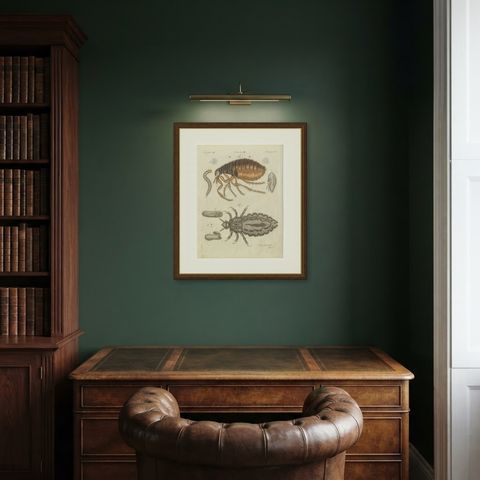 Flea and Louse Under the Microscope, Antique Bertuch Print, circa 1805, shown framed in a room