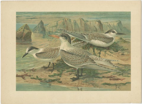 Lithographs of European Seabirds, Gulls, Terns, Skuas, Geese and Gannets, 1890, view 4
