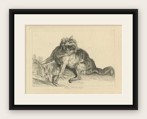 Trapped Wolf: A Detailed Etching - circa 1740, shown framed