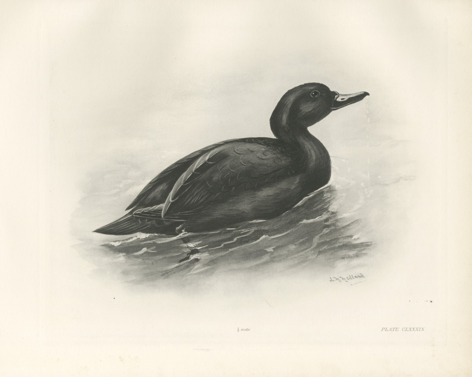 Common Scoter Drake on Open Water, Plate CLXXXIX after Lilian Medland, c. 1909