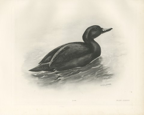 Common Scoter Drake on Open Water, Plate CLXXXIX after Lilian Medland, c. 1909