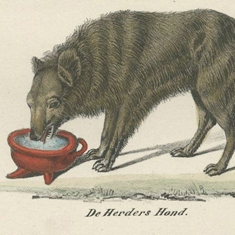 Attractive Antique Print of the Sheepdog and Other Dog Breeds, 1845, close-up 3