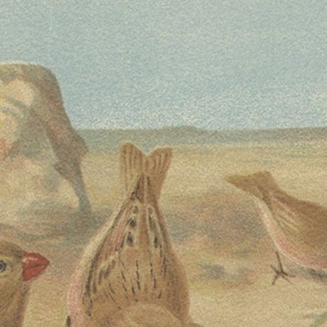 Authentic Chromolithograph depicting a Desert Finch and Desert Lark, 1895, close-up 1