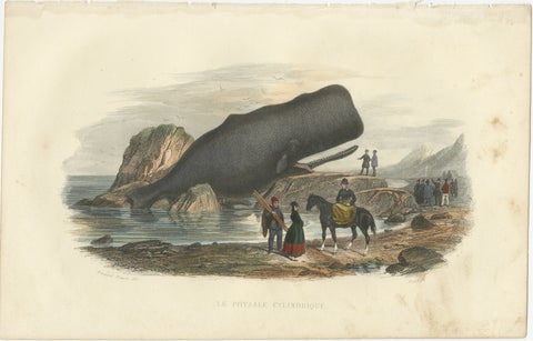 Le Physale Cylindrique (Sperm Whale), Hand-Colored Engraving, 1840, view 2
