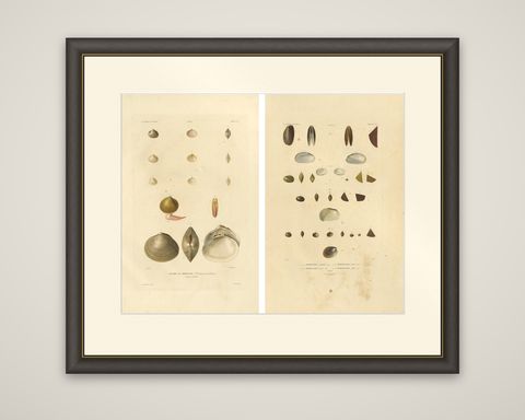 Antique Conchology Prints, Greenland Bivalves and Modiolaria Shells, 1842, shown framed