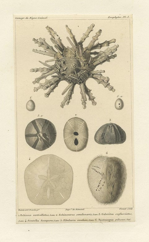 Old Print of the Sand Dollar and Other Sea Urchins, c.1829, close-up 1