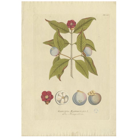 Antique Botany Print of a Mangosteen Tree by Plenck, 'circa 1790'