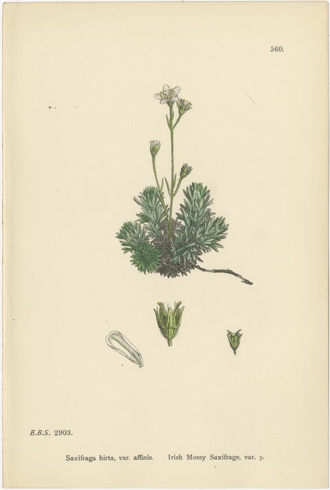 Hand-Colored Botanical Engravings of Irish and Mossy Saxifrages, 1902, view 2
