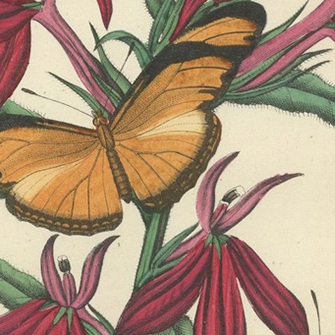 1861 Hand-Colored Lithograph of Butterflies and Botanical Flowers, close-up 5