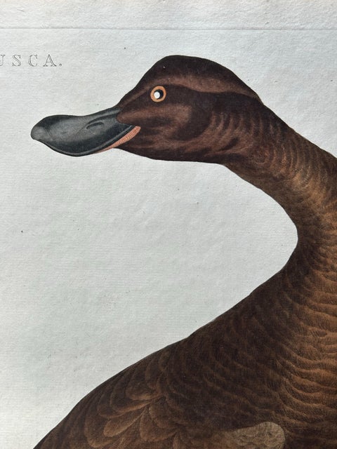 Antique Bird Print, Velvet Scoter Anas Fusca by Nozeman & Sepp, 1770, view 4