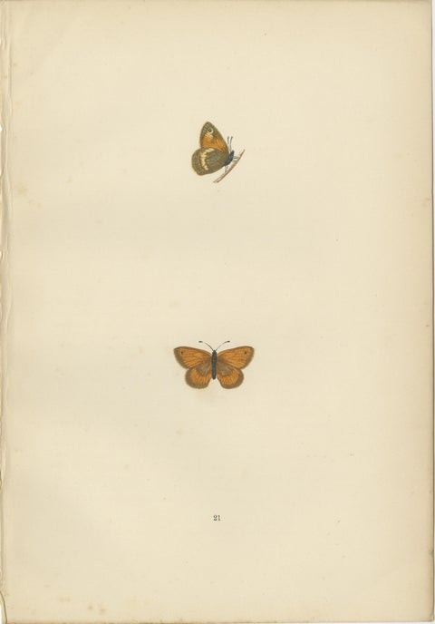 Whispers of Wings: A Butterfly Triptych Collage, 1890, view 4