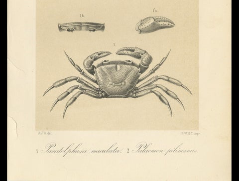 Antique Scientific Print of Sumatran Crab and Prawn, Midden-Sumatra c.1887, close-up 2