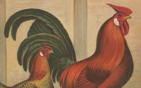 The Majestic Golden Penciled Chicken - A Rare 19th Century Poultry Lithograph, close-up 2