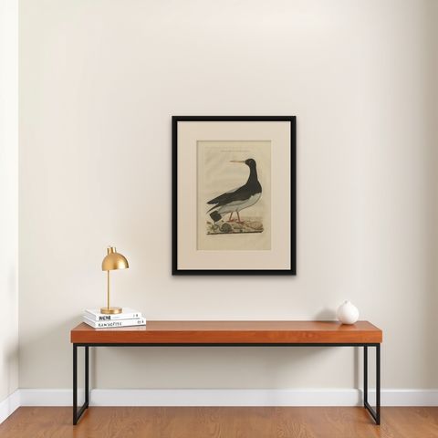 Antique Bird Print of the Eurasian Oystercatcher by Sepp & Nozeman, 1770, shown framed on a wall