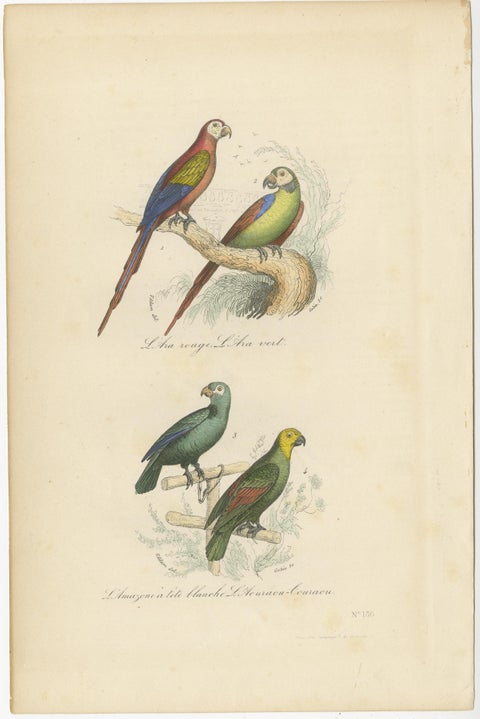 Antique Bird Print of the Red Macaw, Green Macaw and Other Parrots, view 2