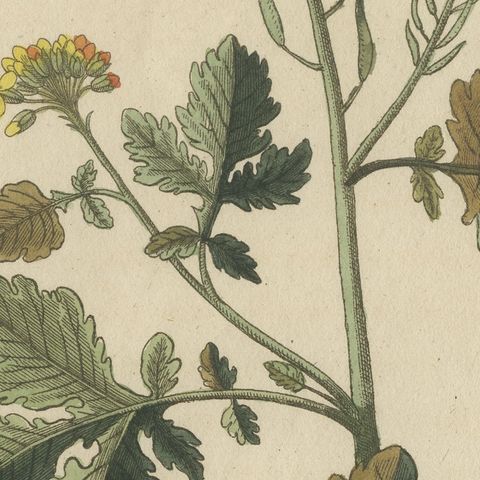 Yellow Crucifer and Slender Flowering Herb, Antique Bertuch Print, circa 1805, close-up 4