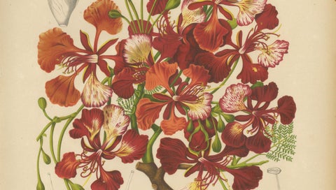 Antique Royal Poinciana Botanical Chromolithograph by Hoola van Nooten, c. 1880, close-up 5