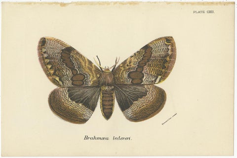 Set of 2 Antique Prints of Moths by Lloyd 'circa 1897', view 2