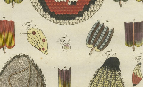 Detailed Study of Butterfly Wing Structures, 1798 Hand-Colored Engraving, close-up 1