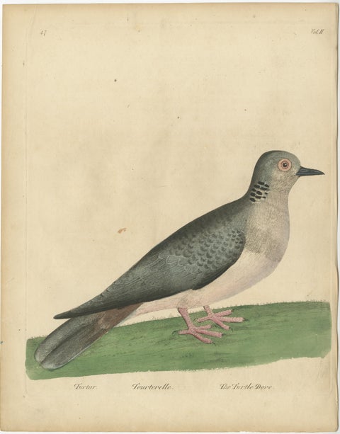 Antique Bird Print of a Turtle Dove, view 2