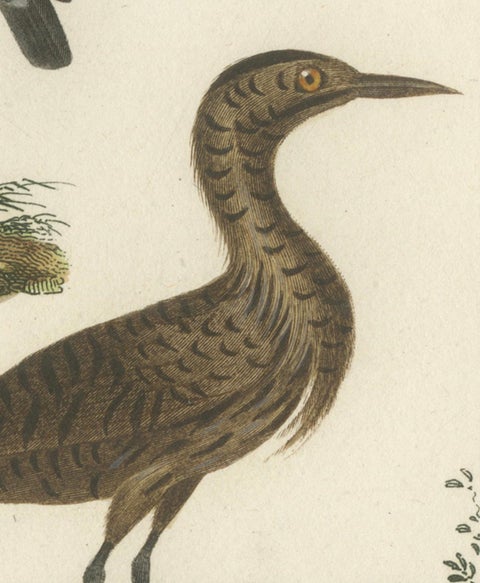 Elegant Avian Diversity: Illustrations from Buffon's Ornithology, c.1780, close-up 3
