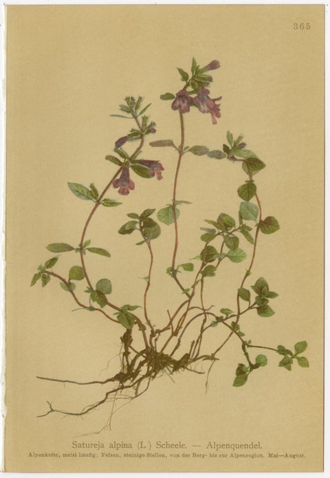 Set of 8 Antique Alpine Botanical Chromolithographs, Atlas der Alpenflora 1897, view 5