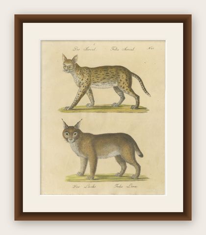 Serval and Eurasian Lynx Natural History Lithograph, Brodtmann, 1816, shown framed