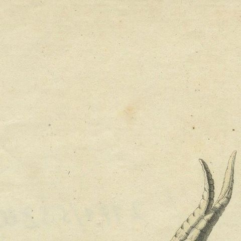 Handcolored Copperplate Engraving of Cashmere Goats and Sheep, Bertuch 1823, close-up 4