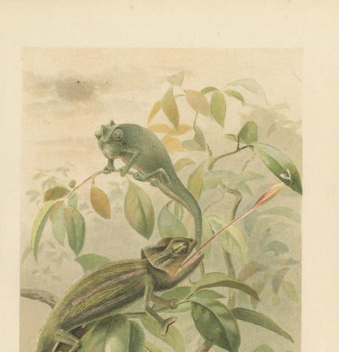 Chameleons in Tropical Foliage, Antique Reptile Natural History Print, 1895, close-up 5