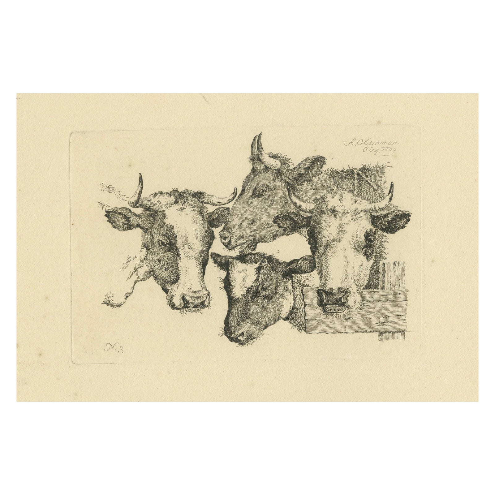 Etching of Four Cow Heads: Detailed Farm Animal Study by Oberman, 1809