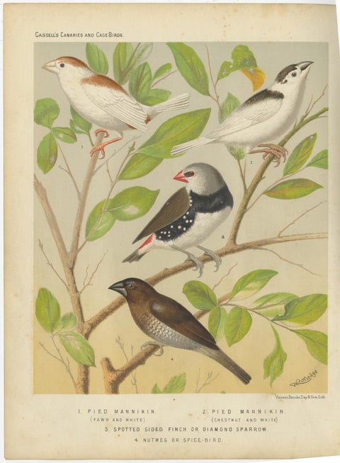 Antique Bird Print of the Magpie 'Pied' Mannikin, Spotted Sided Finch and Others, view 4