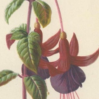 Set of Three Botany Prints Geranium, Fuchsia, Bellenplant, Begonia, close-up 1