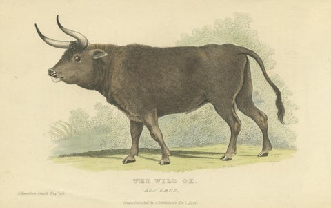 Antique Print with Hand Coloring of a Wild Ox, view 3