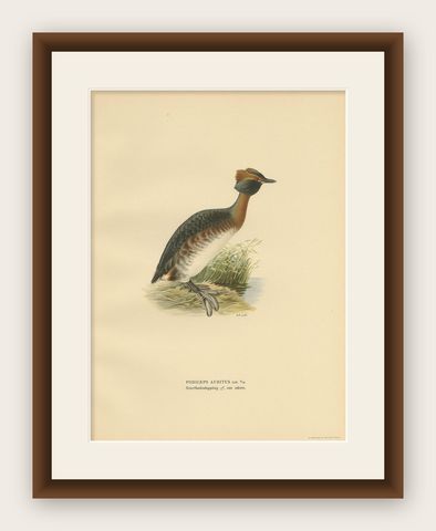 Antique Bird Print of the Horned Grebe by Von Wright, 1929, shown framed