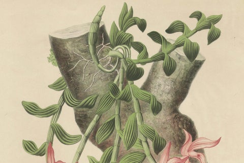 Orchid Elegance: Huge Exquisite Chromolithograph of the Dutch Colonial Era, 1854, close-up 4