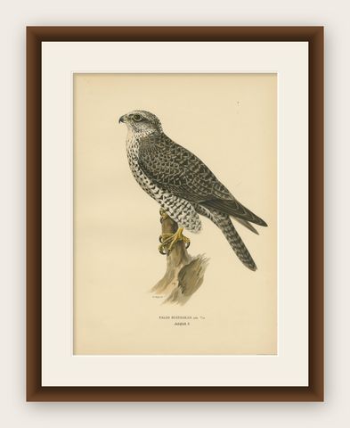 Watchful Hunter: The Gyrfalcon (Falco rusticolus), 1927, shown framed