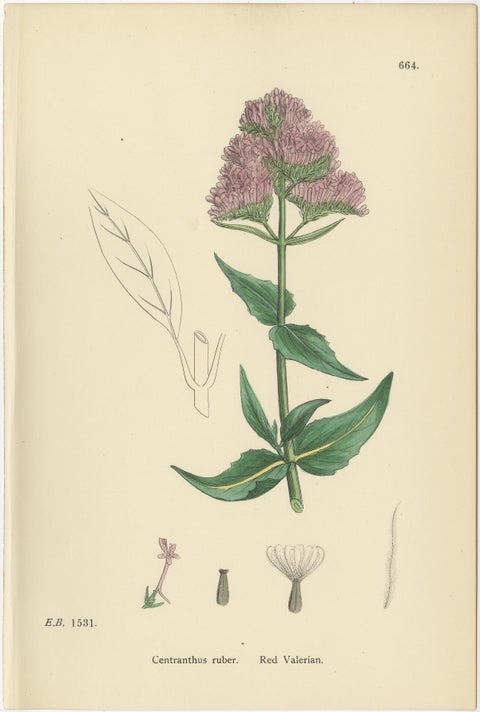 Set of 10 English Botanical Prints 1902, Valerian & Lamb’s-Lettuce, view 4