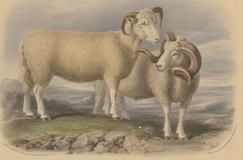 Old Lithograph of a Ram and Ewe of the Dorset Breed - 1841, close-up 3