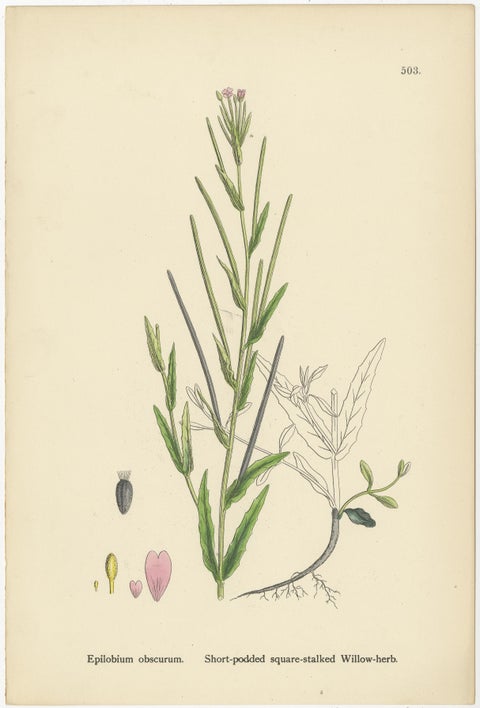 Hand-Colored Botanical Engravings of Marsh and Square-Stalked Willow-Herbs, 1902, view 2