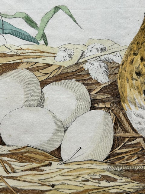 Eurasian Teal (Anas crecca), Female with Nest and Eggs, Nozeman & Sepp, 1789, view 8