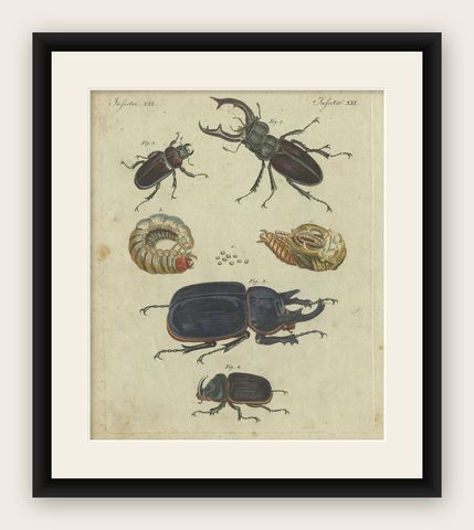 Antique Animal Print of Various Beetles, circa 1800, shown framed