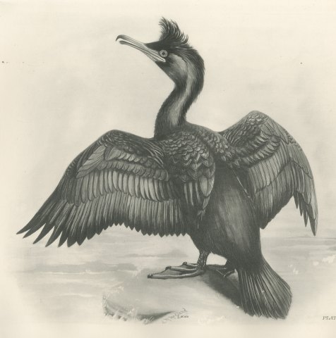 Crested Shag Drying Its Wings on a Rock after Lilian Medland, c. 1909, close-up 1