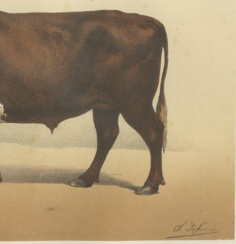 Flemish Ox, French Cattle Breed, Antique Chromolithograph by Borie, 1863, close-up 3