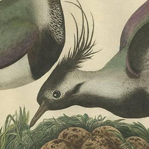 Northern Lapwing, Gavia vulgaris, Tringa vanellus, Nozeman & Sepp, 1770–1829, close-up 1