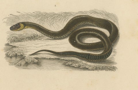 Snake Print of Grass Snake and Long-Nosed Whip Snake, c.1850, Orbigny, close-up 3