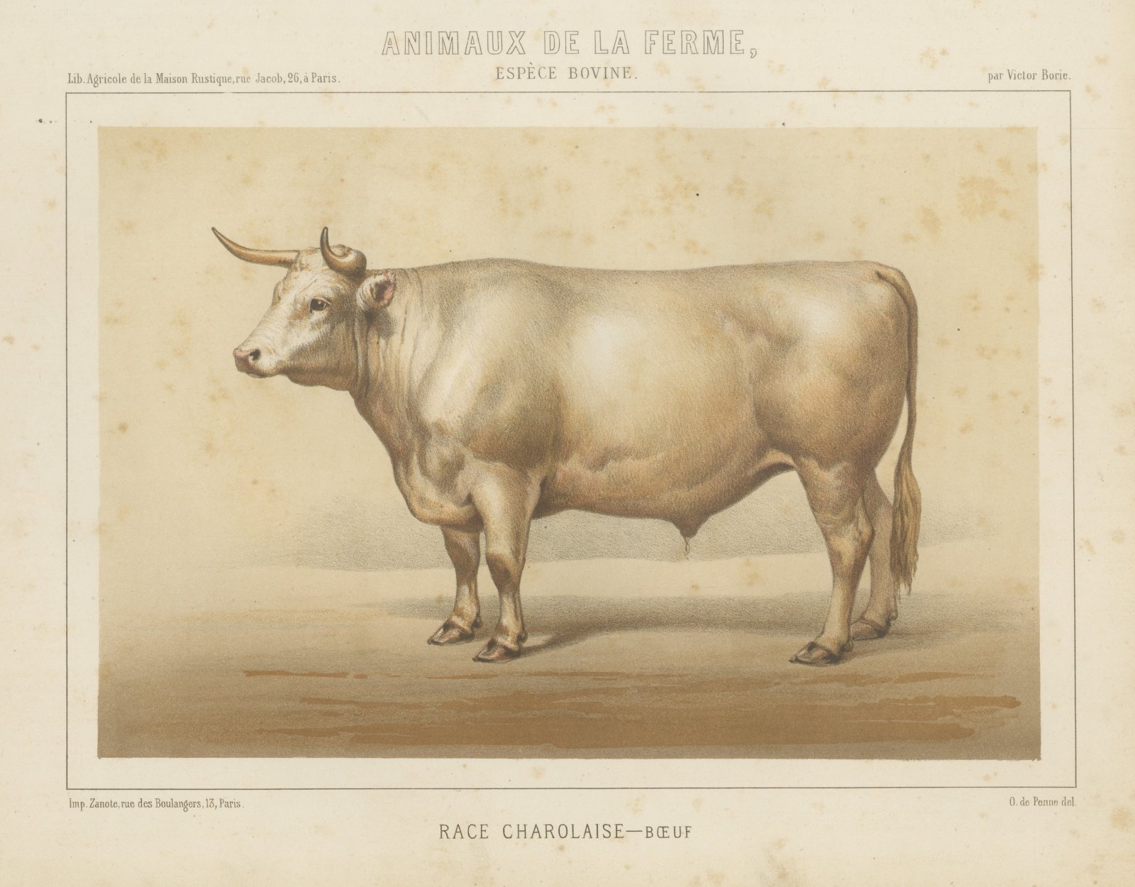 Charolais Ox, French Cattle Breed, Antique Chromolithograph by Borie, 1863