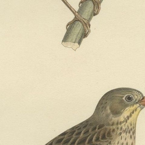 Antique Bird Print of The Ortolan Bunting, a French Delicacy, 1927, close-up 2