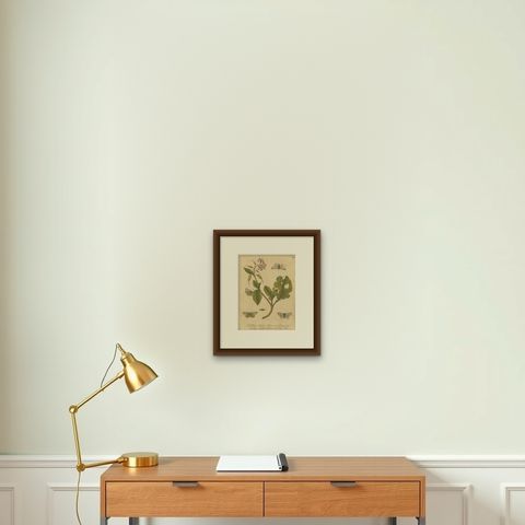 Butterfly Life Cycle on Flowering Plant, Albin Hand-Colored Engraving, ca.1720, shown framed on a wall